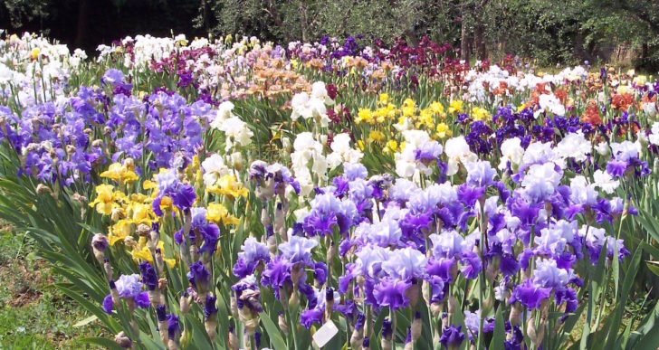 Giardino dell’Iris ospita quasi 2mila varietà di Iris ibride