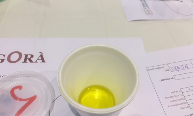 Alla scoperta dell’olio di oliva Toscano grazie all’Associazione Agorà