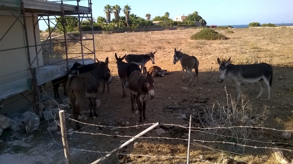 Asini locali